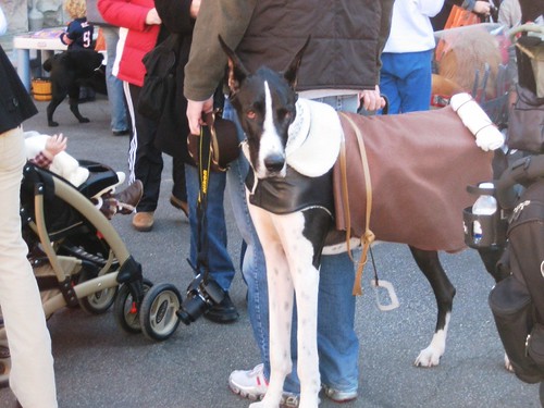 A great dane dressed as a horse This was one of the many