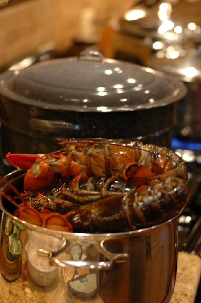 Thanksgiving Lobsters Alexander Muse Flickr