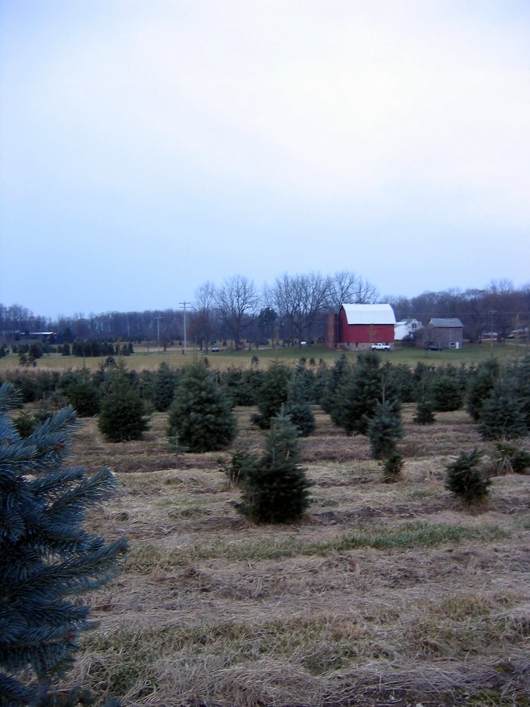 Charlie's Tree Farm My parents and I went out to a tree fa… Flickr