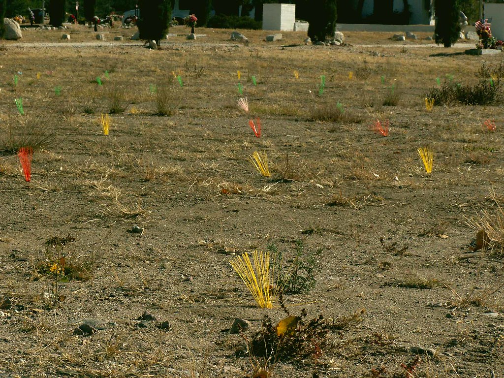 Odd but Colorful Desert Plants Actually these odd plastic … Flickr