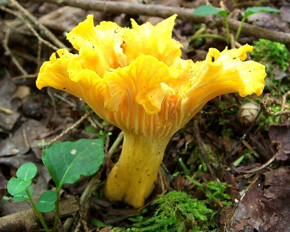 Flame Chanterelle Scientific Name Cantharellus ignicolor … Flickr