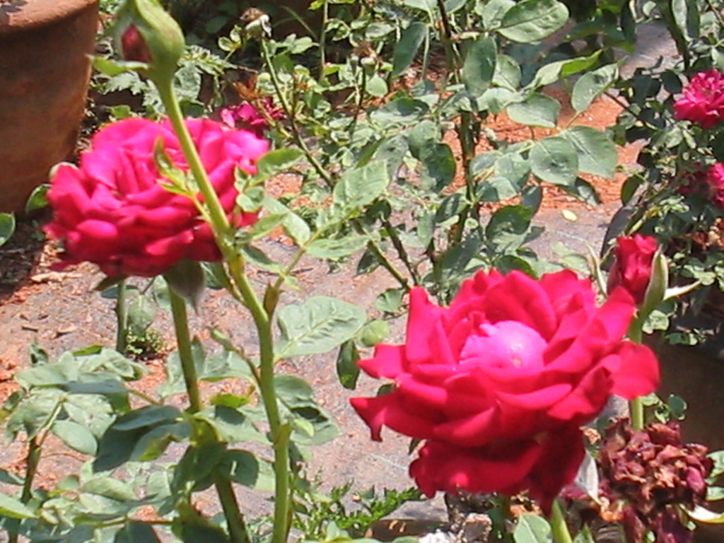 Red Rose Nr Bangalore Rose in a nursery outskirts of Banga… Flickr