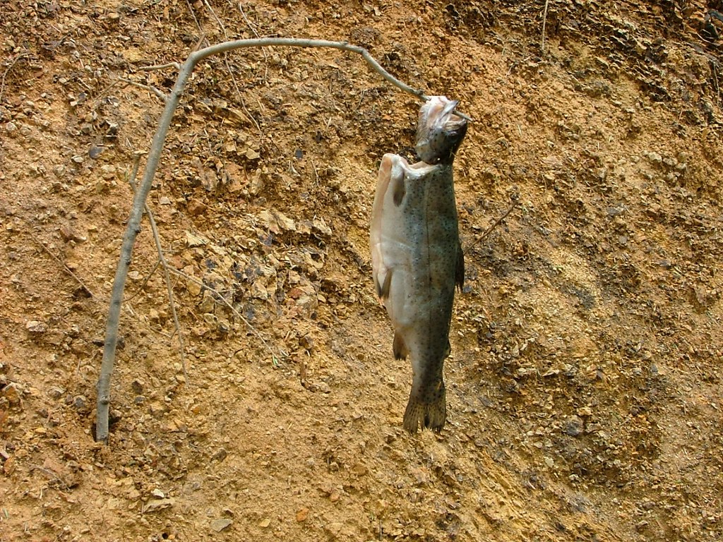 rainbow trout in its natural habitat Nick Fisher Flickr