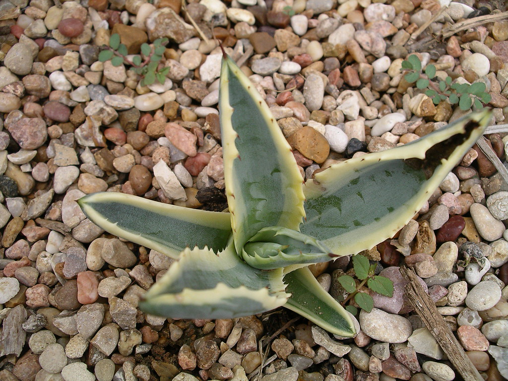 Baby Agave It is adorable. reader of the pack Flickr