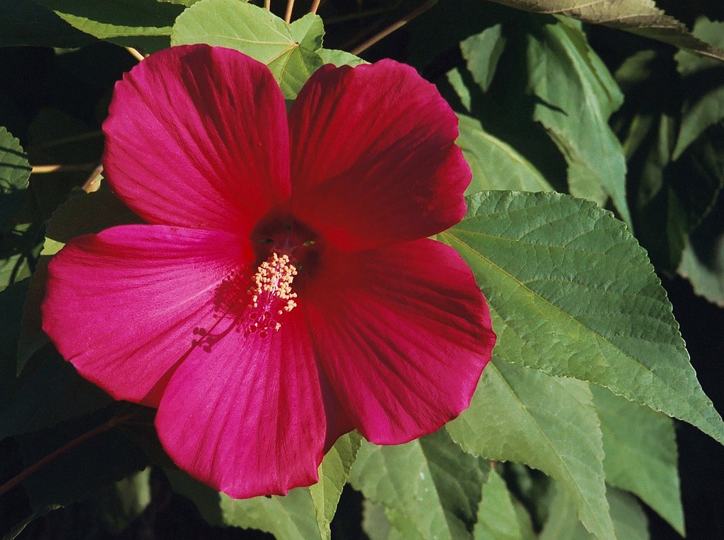 Flower 468 Hibiscus in my yard. Phillip Albright Flickr