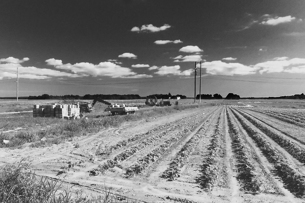 Potato Farm, Wading River, Long Island, 1985 Peter Manzari Flickr