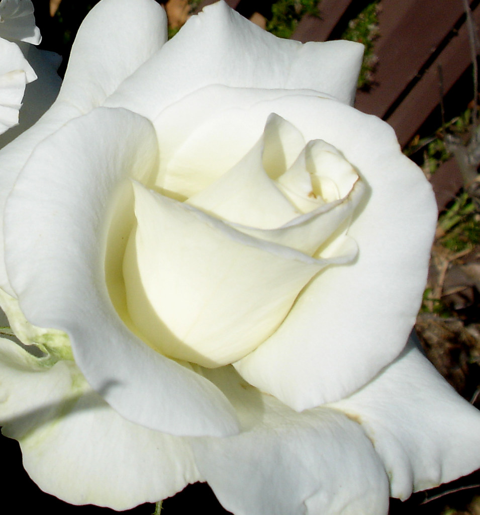 White Rose 3 (Explored) This rose looks like it should be … Flickr