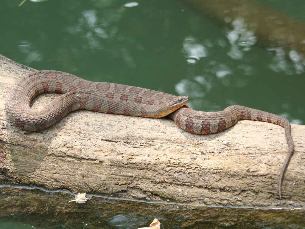 Northern Water Snake (Nerodia sipedon) We saw a number of … Flickr