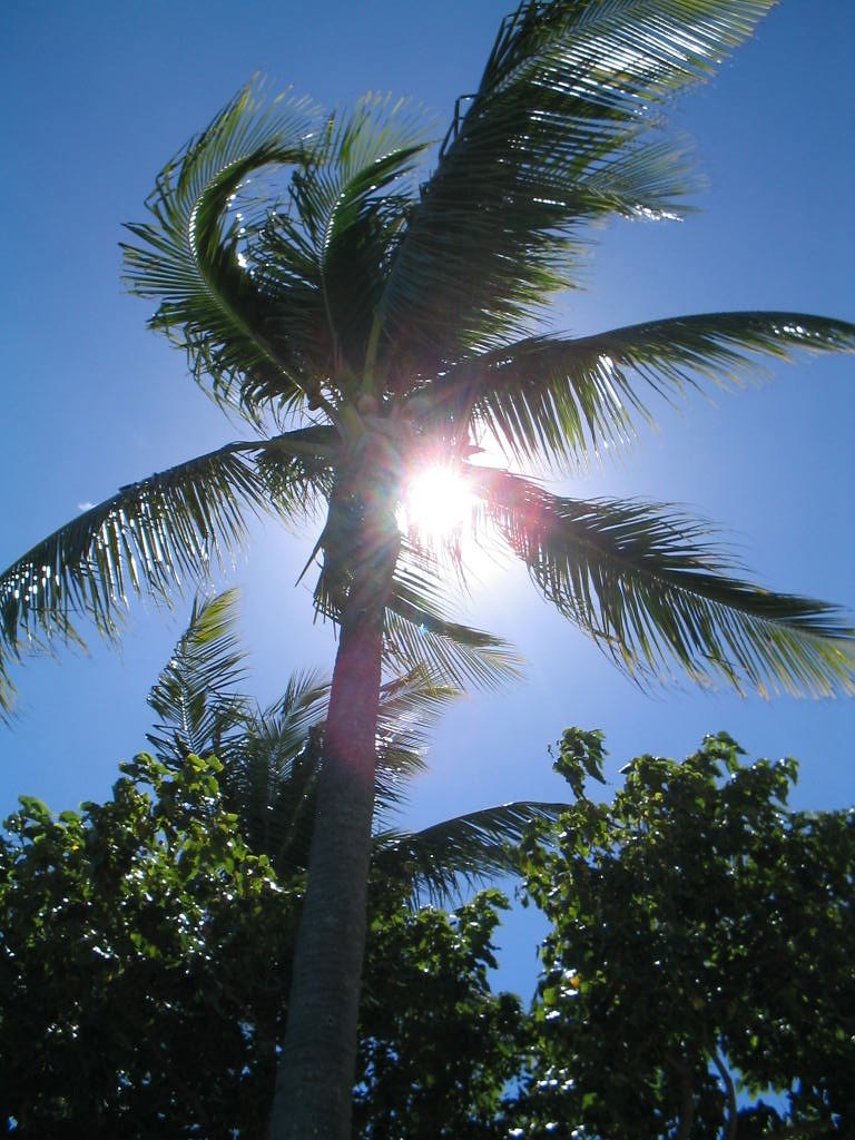 Palm Tree Alternative Spring Break Flickr