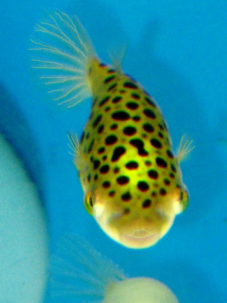 Puffer Fish Freshwater Puffer Fish at Store in Houston, Te… Flickr