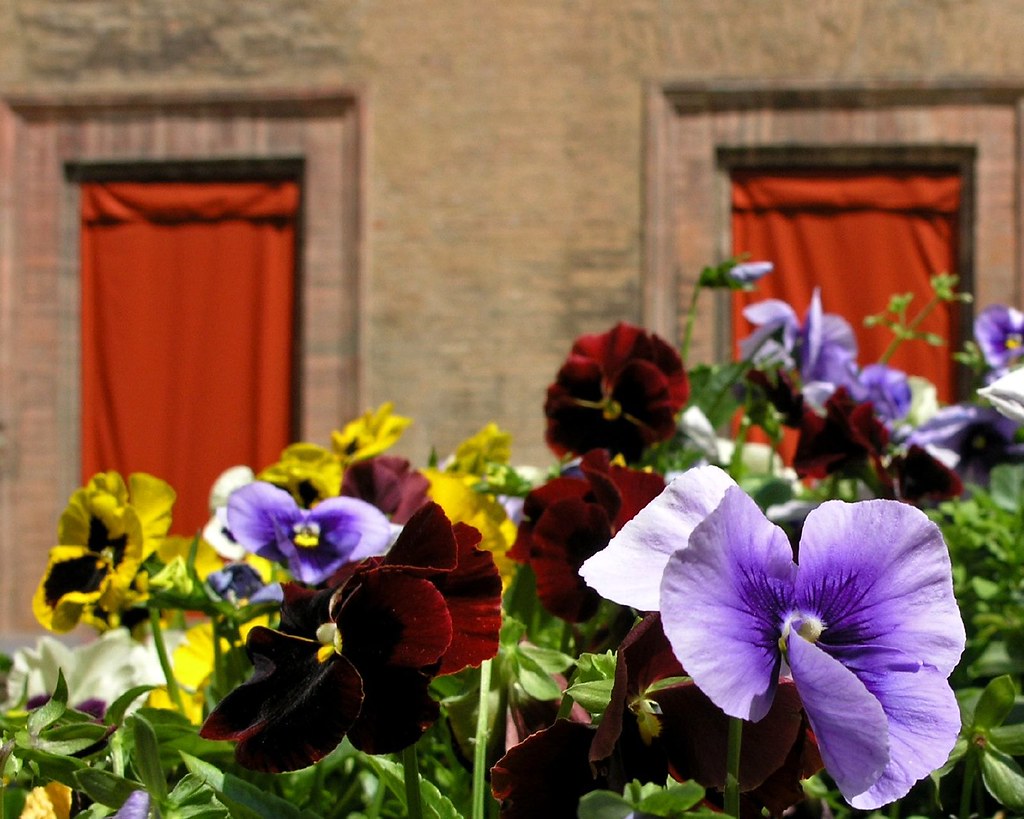 flowers in Bologna flowers in Bologna, Italy José Eduardo Silva