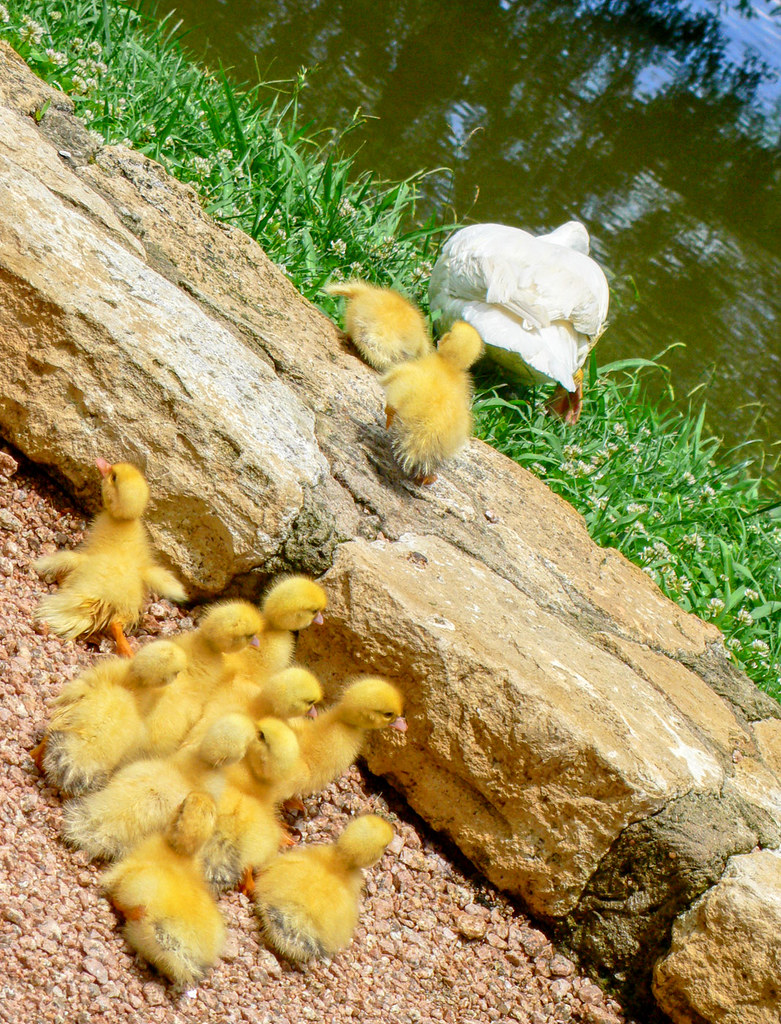 Baby Ducks 1st Trip to Pond These babies were on their f… Flickr