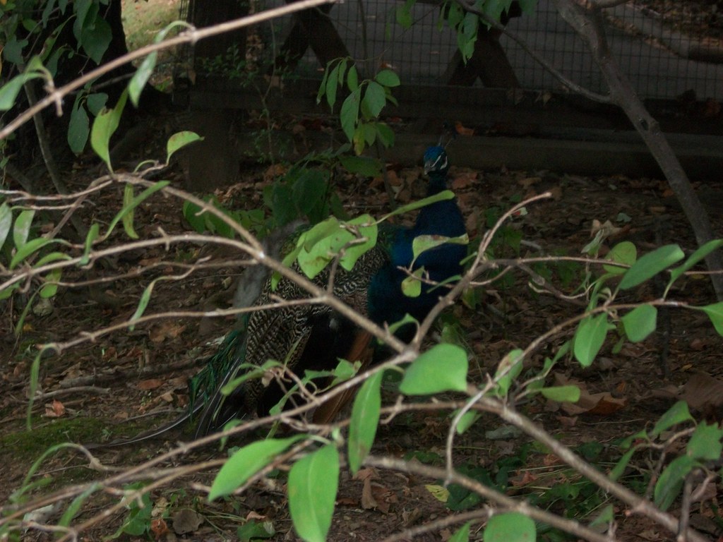 Asheville Picnic Flickr