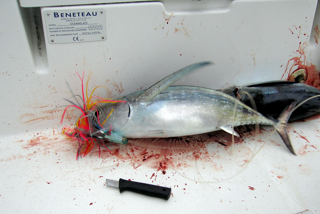 flopping fish the second albacore flopping wildly around t… Flickr