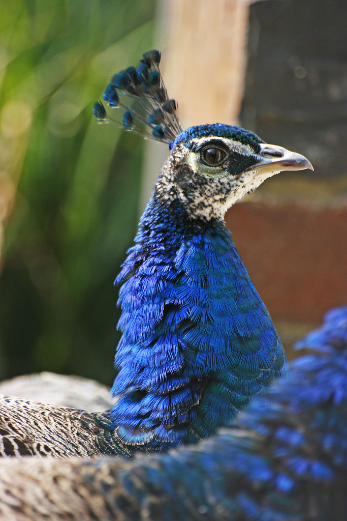 Holo Peacock 32 Orford Mill , Tottington, Devon Frank Darnell