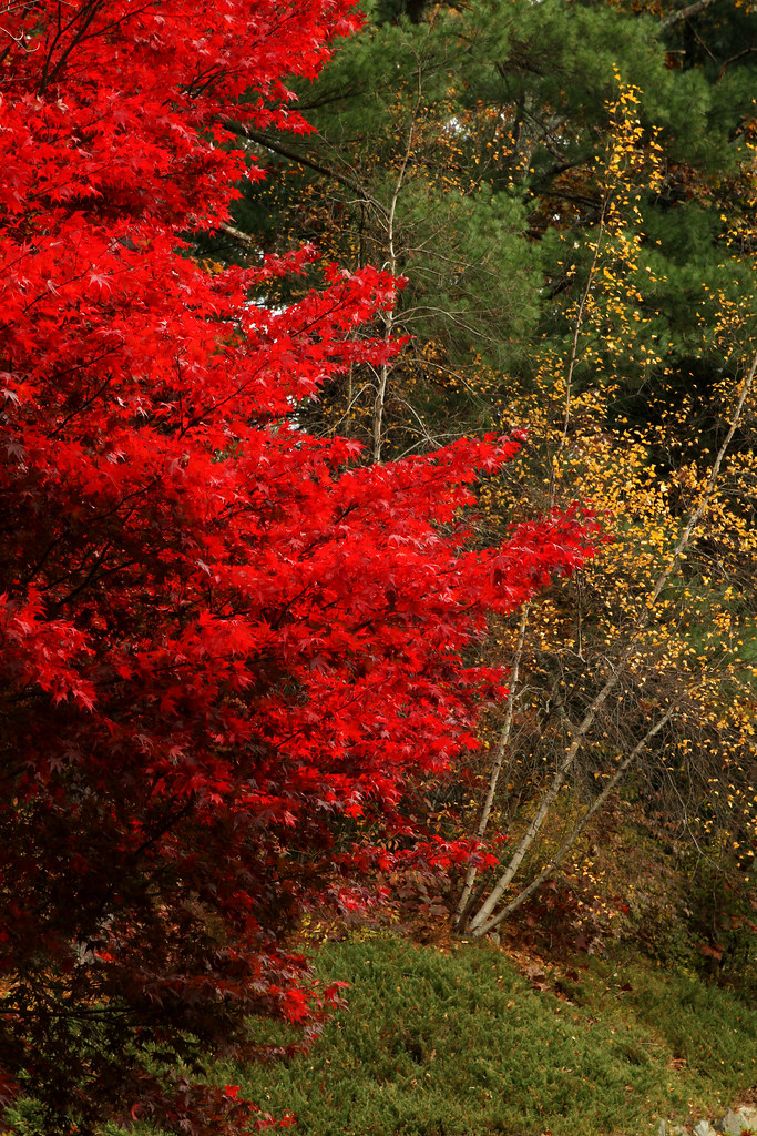 Red Tree These red trees are beautiful. I don't see this d… Flickr