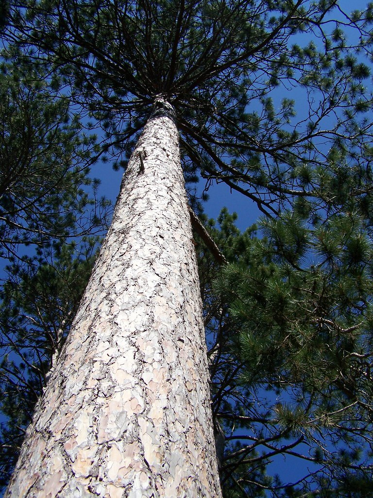 tall tree wisconsin trees are pretty sweet molly Flickr