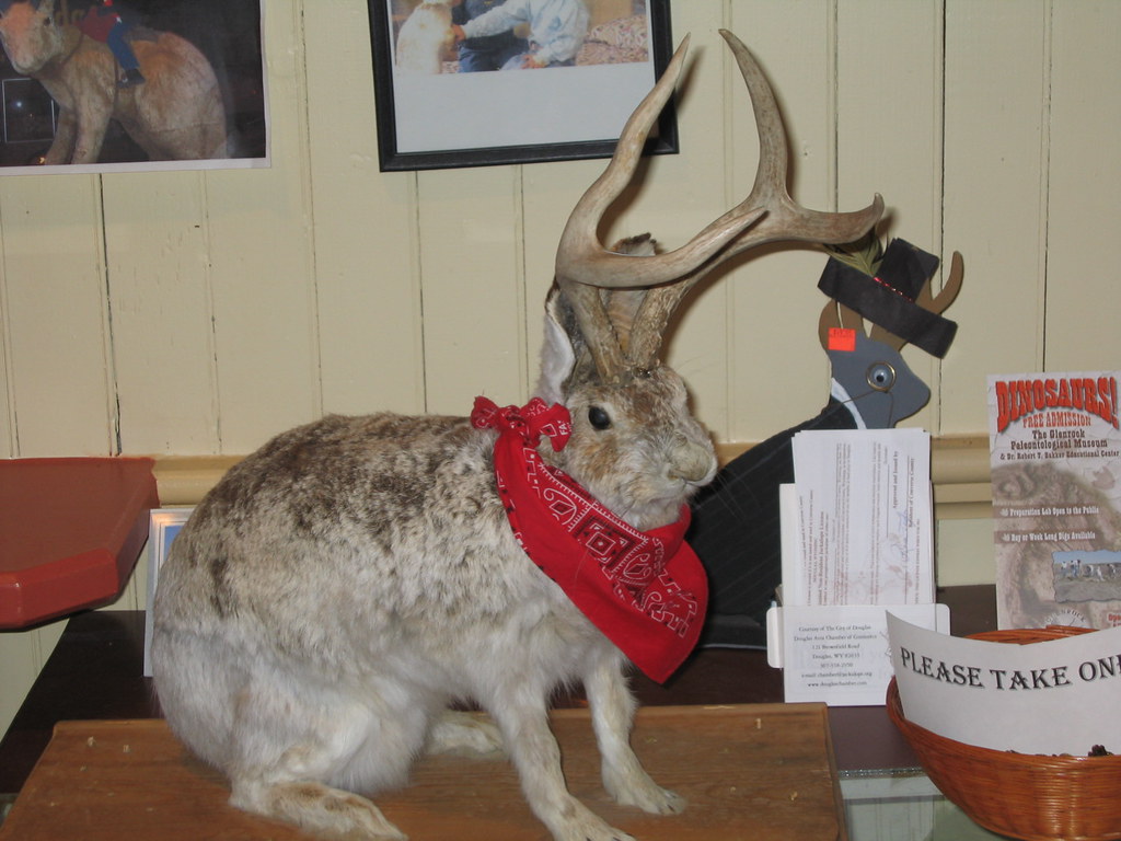 Jackalope Douglas, WY KITTINFISH Flickr