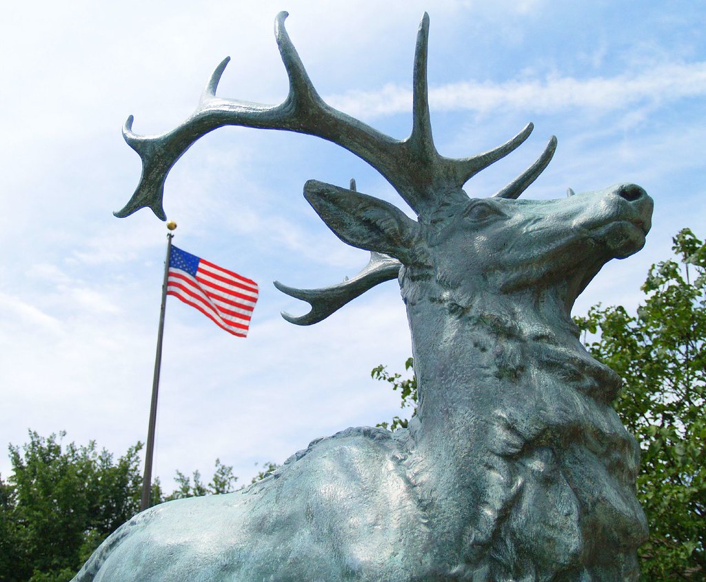 Elks Michael Lehet Flickr