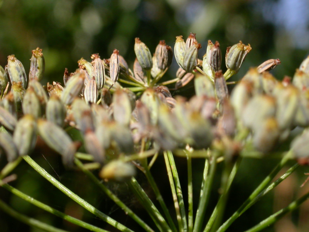Bronze fennel seed heads PaulMark Vincent Flickr