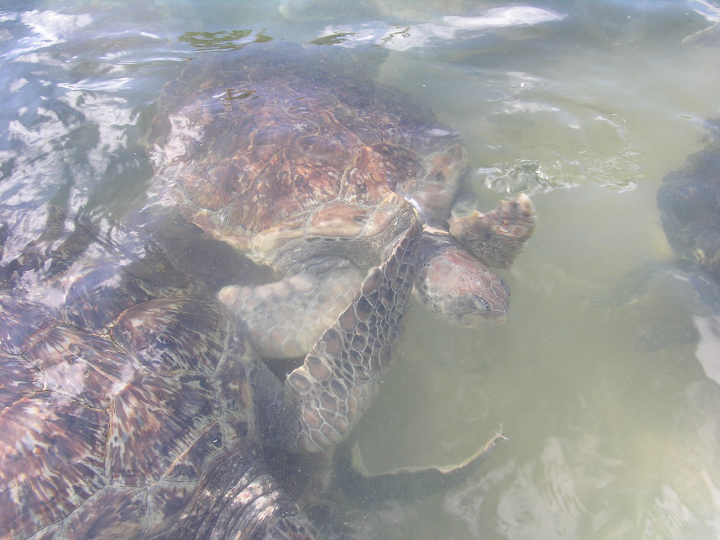 Turtle Farm Pictures at the Cayman Islands Turtle Farm