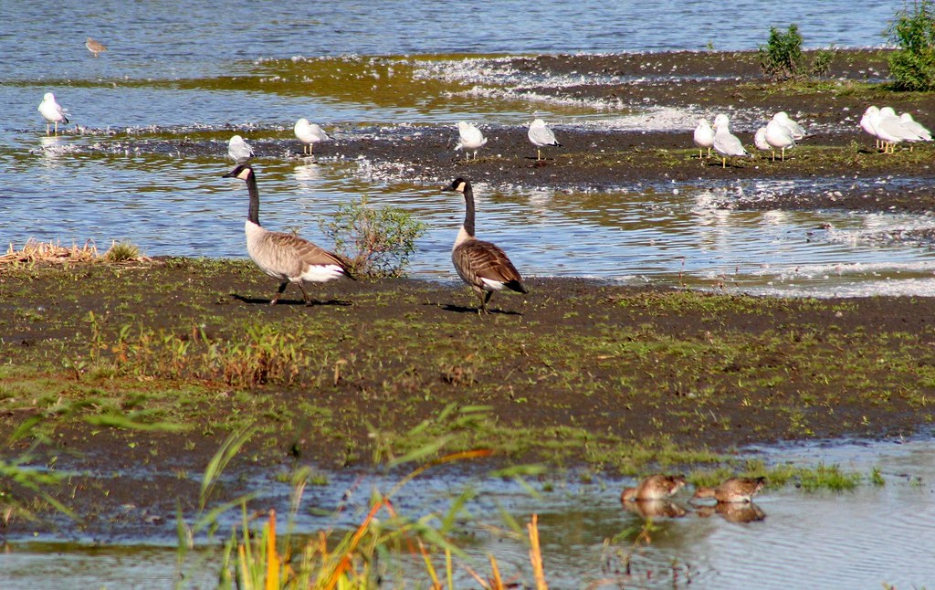 Birds at the Montezuma National Wildlife Refuge Back home … Flickr