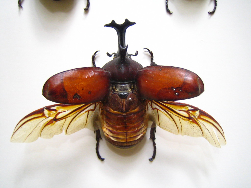 flying samurai helmet beetle for origamists' reference Flickr