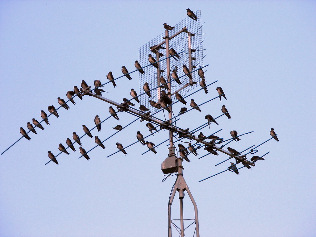IMG_3231 Birds on the television antenna Norm Hoekstra Flickr