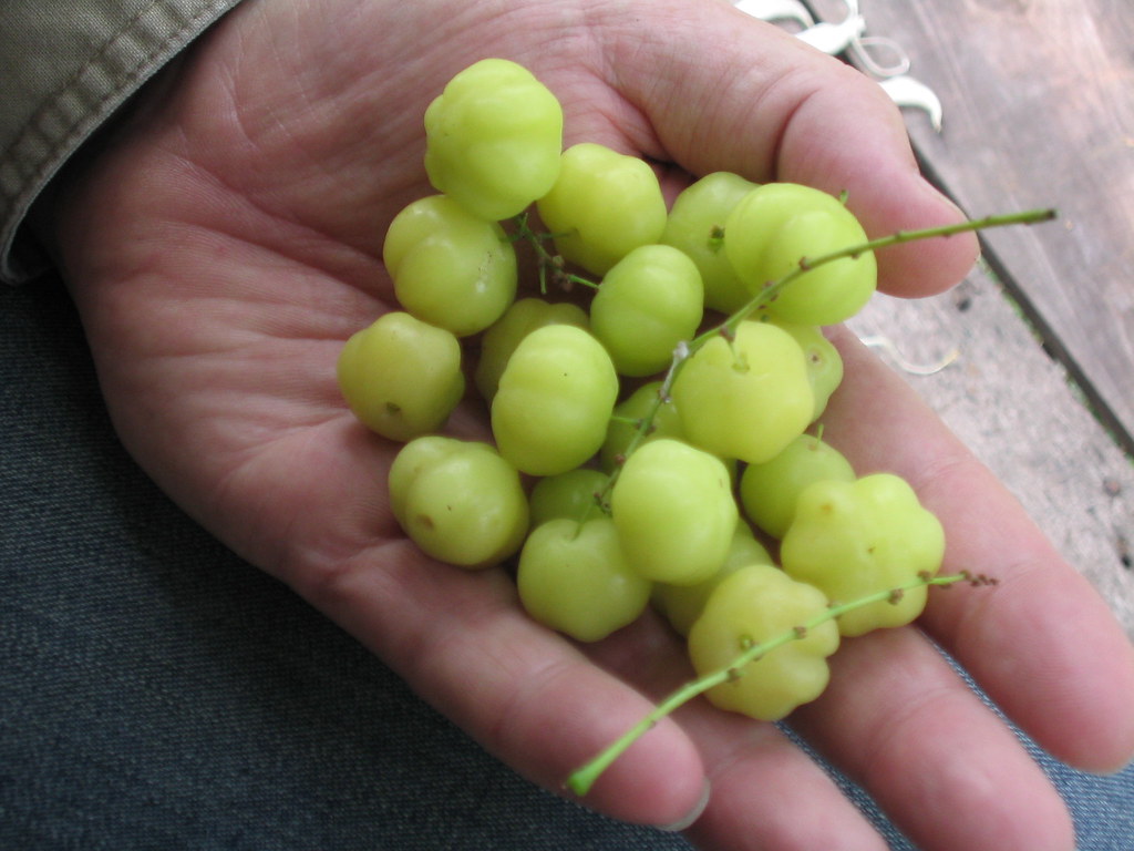 img_0756.jpg Small bitter fruits that grow wild. MJ Klein Flickr