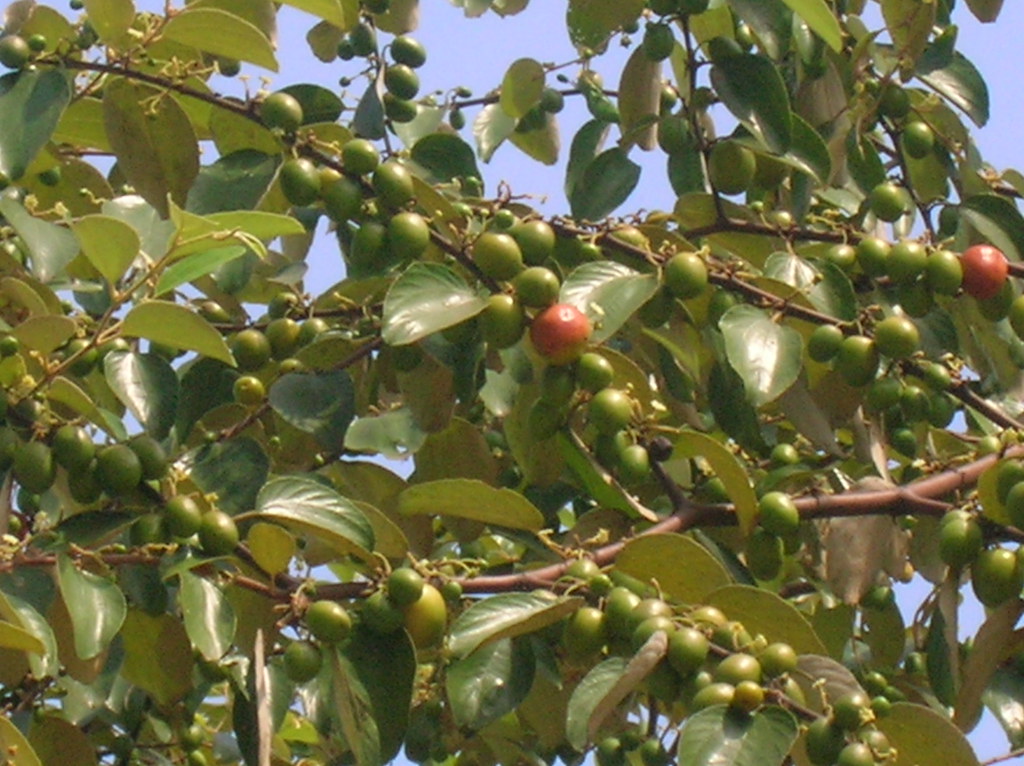 Goa Fruits (Boram) see it larger here Flickr