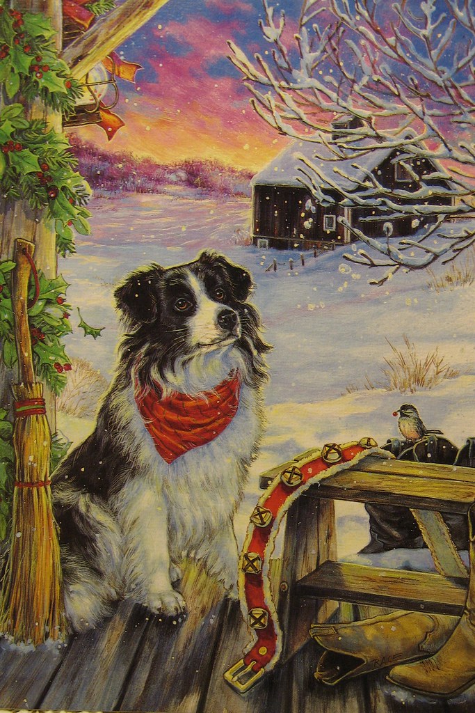 Border Collie Christmas Card I received this card some yea… Flickr