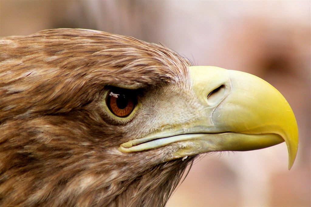 イヌワシ （狗鷲） イヌワシ / Golden Eagle | 狗鷲 / いぬわし | さくら / *Sakura* | Flickr