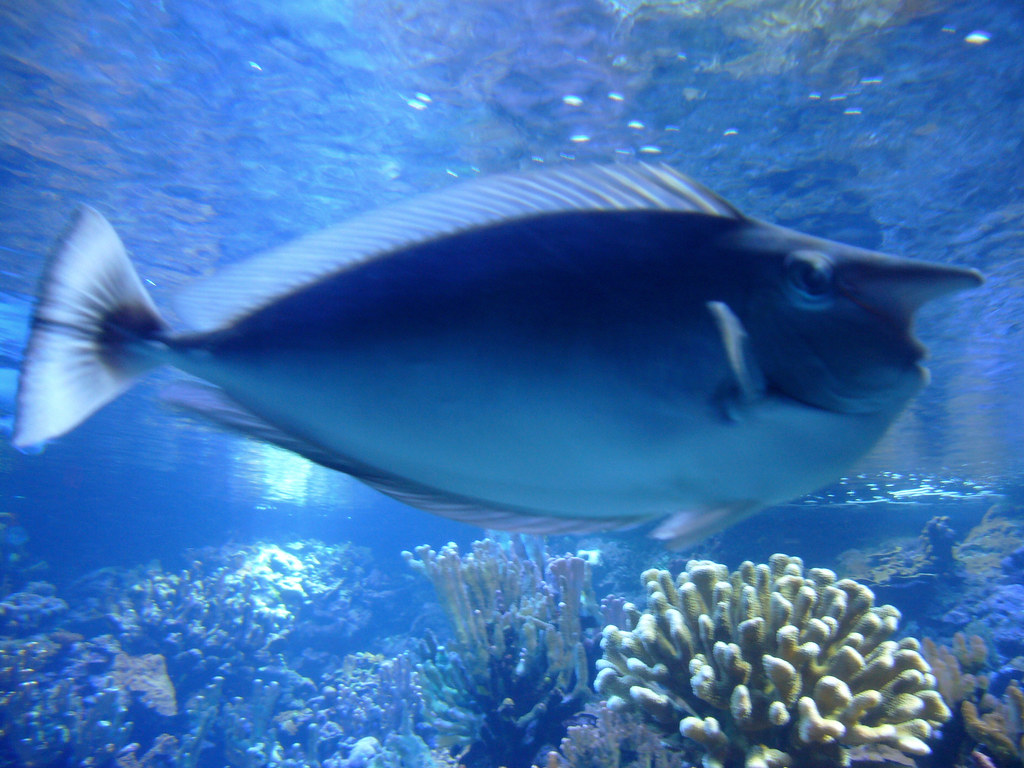 Unicorn Fish real name I love this incredibly unique spec… Flickr