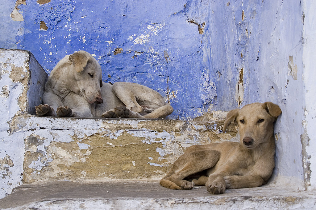 Street dogs, Udaipur Dey Alexander Flickr