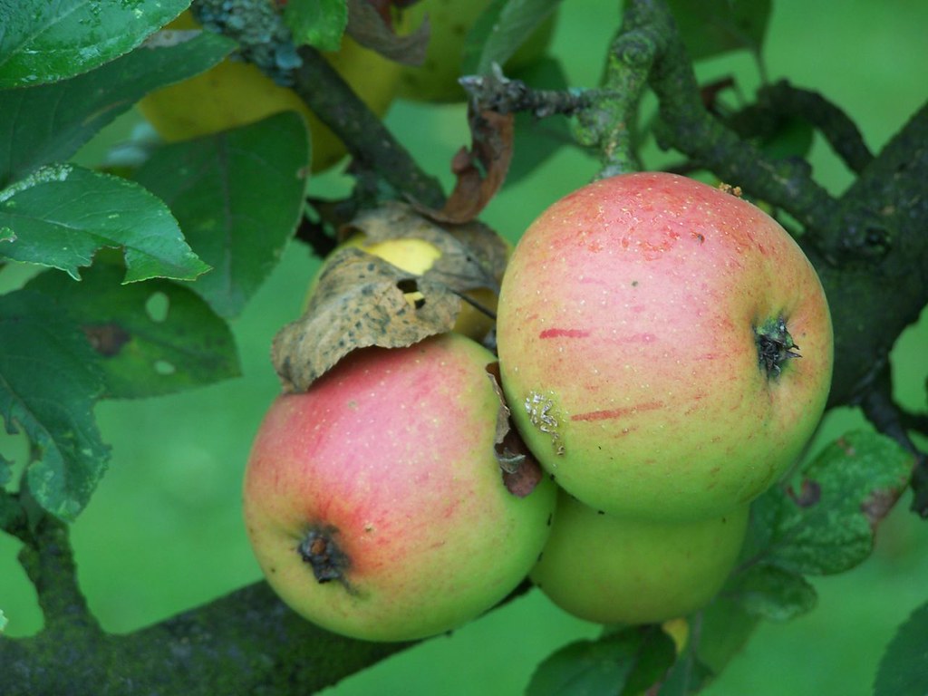 THE HOLY THREE APPLES Apples on a tree wait for scientists… Flickr