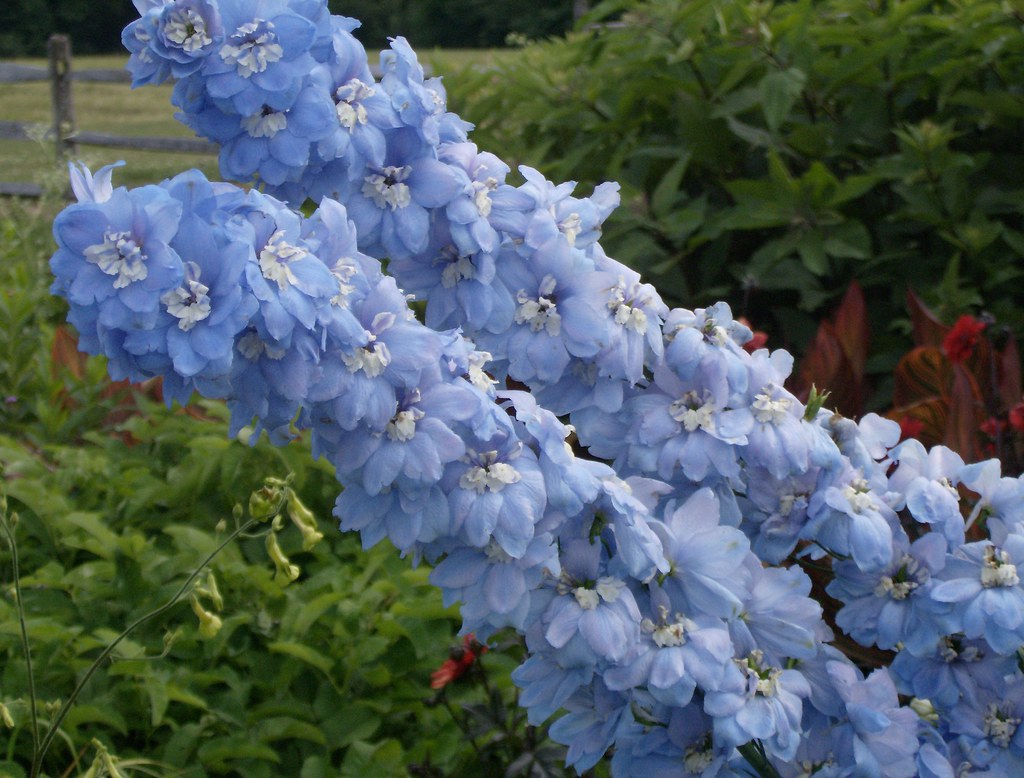 White Flower Farm, Litchfield, Connecticut HPIM5262 White … Flickr