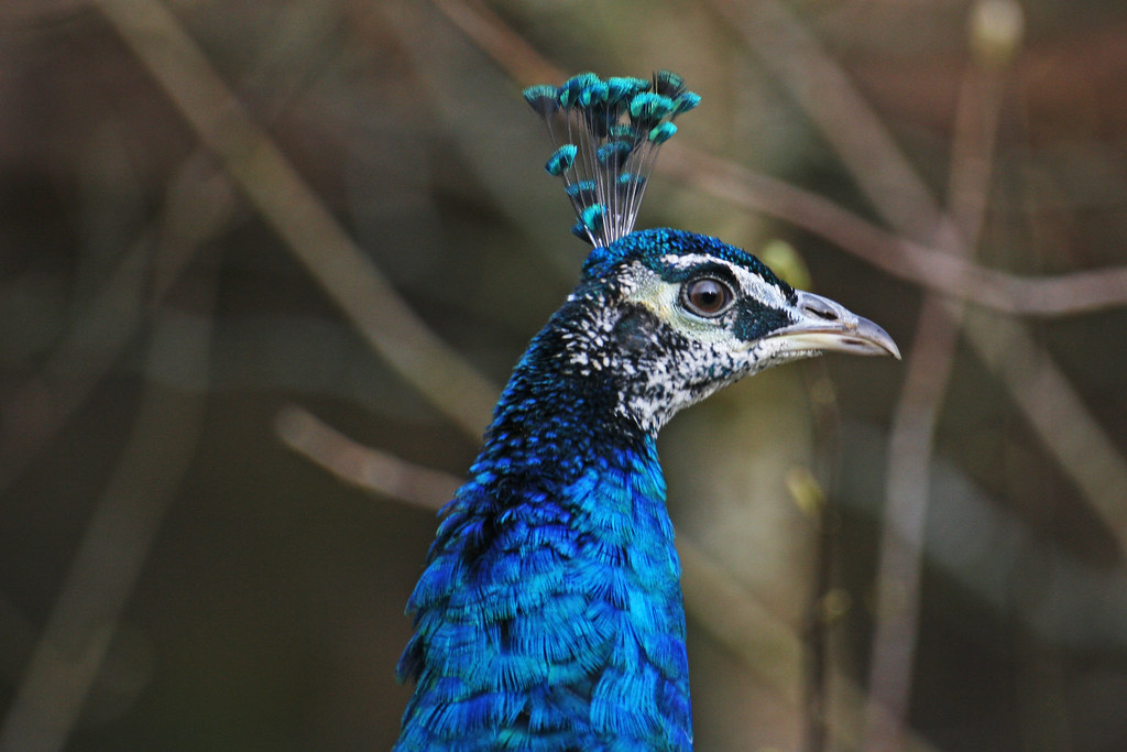 Holo Peacock 27 Orford Mill , Tottington, Devon Frank Darnell