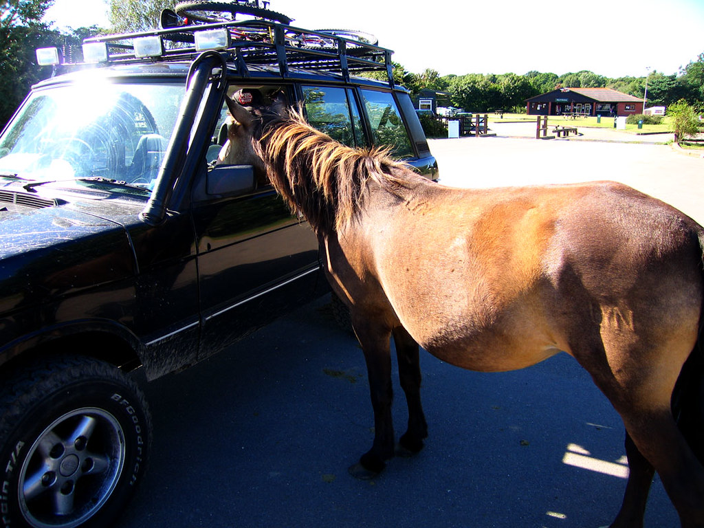 Horse Pooping Flickr