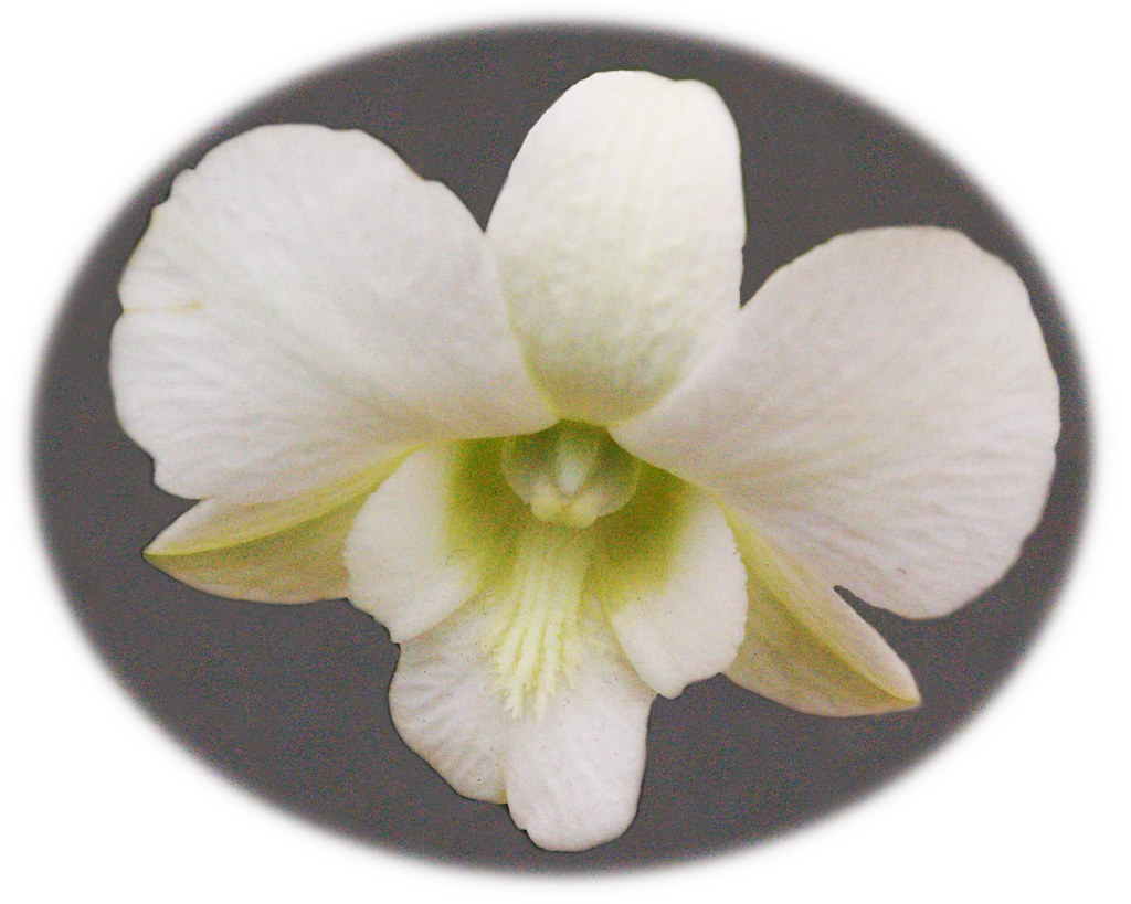 orchid 11 taken at Dobbies Garden Centre,Dalkeith jim gifford Flickr