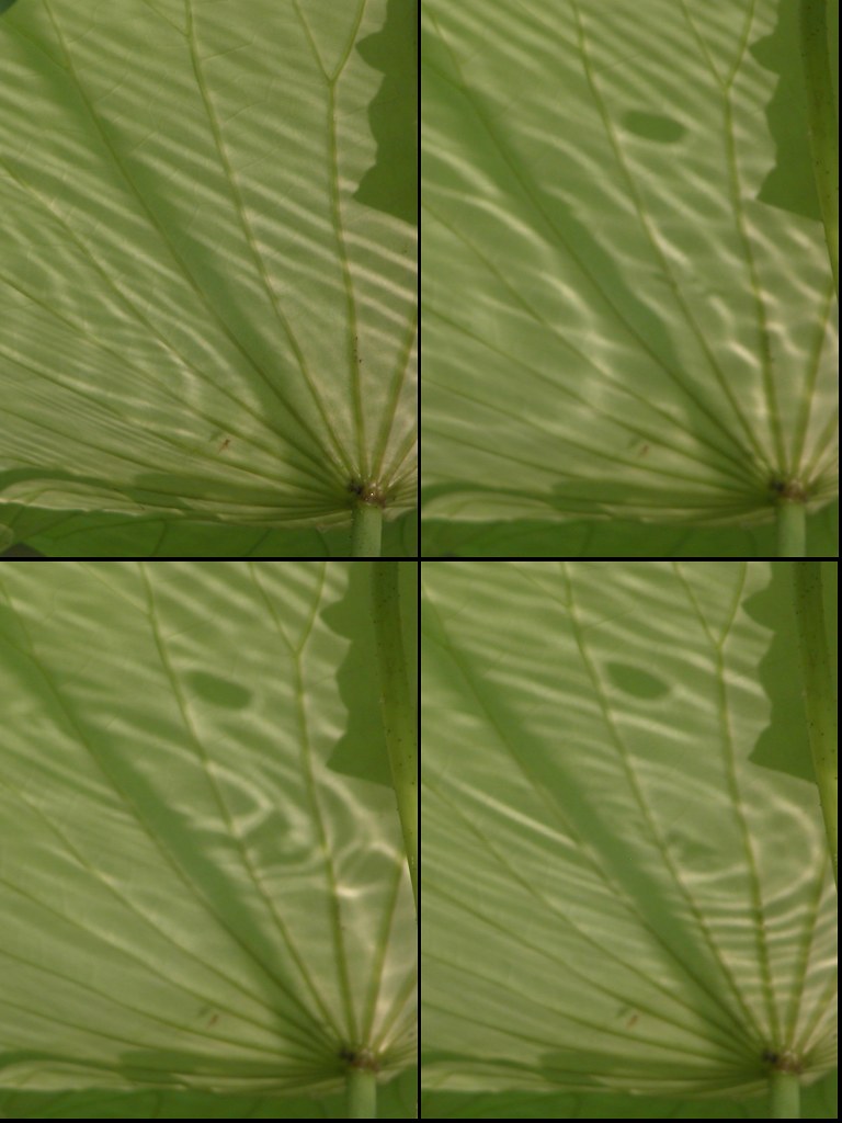 Lotus Leaves [20070707] tzejen Flickr