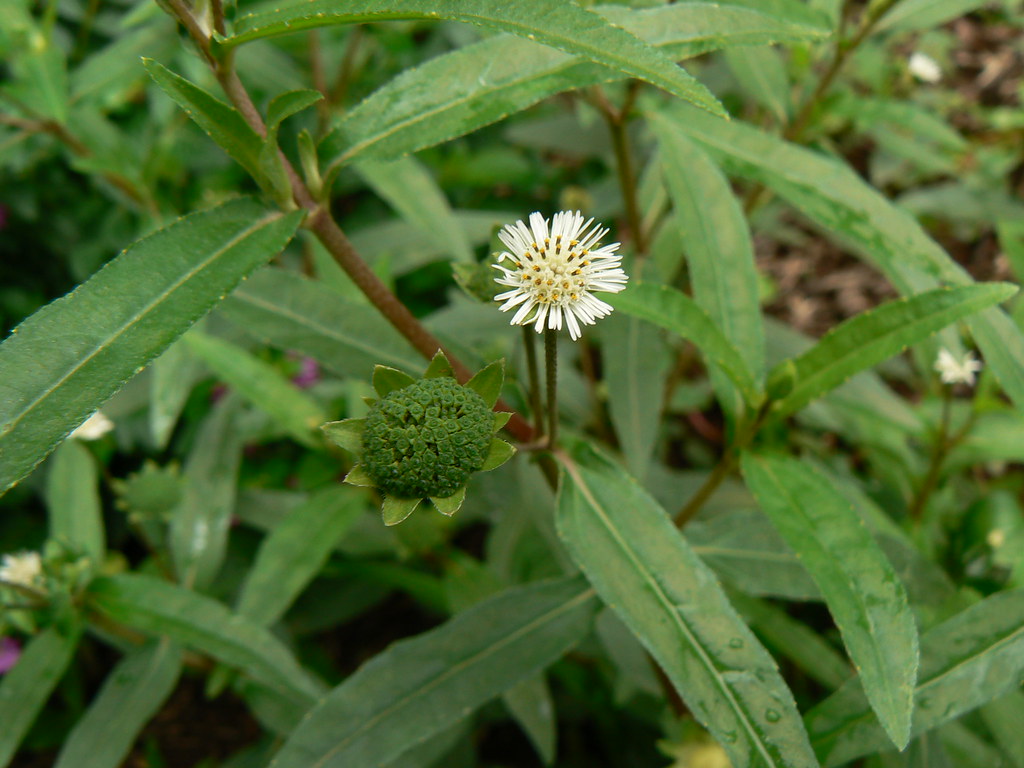 Eclipta prostrata Asteraceae (aster, daisy, or sunflower