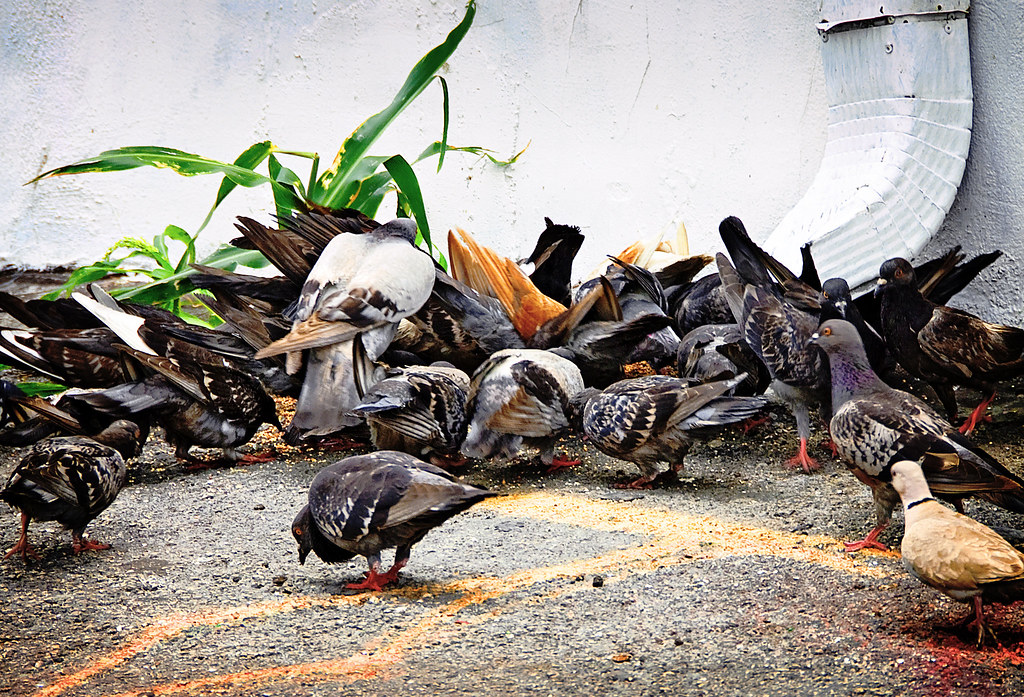 pigeons, South Beach, Miami Beach, Florida fed in an alley… Flickr