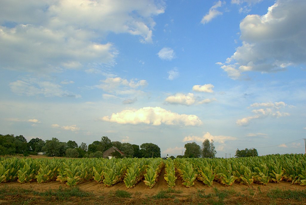 Tobacco Farm Shelby County tobacco farm, near Clear Creek … Flickr
