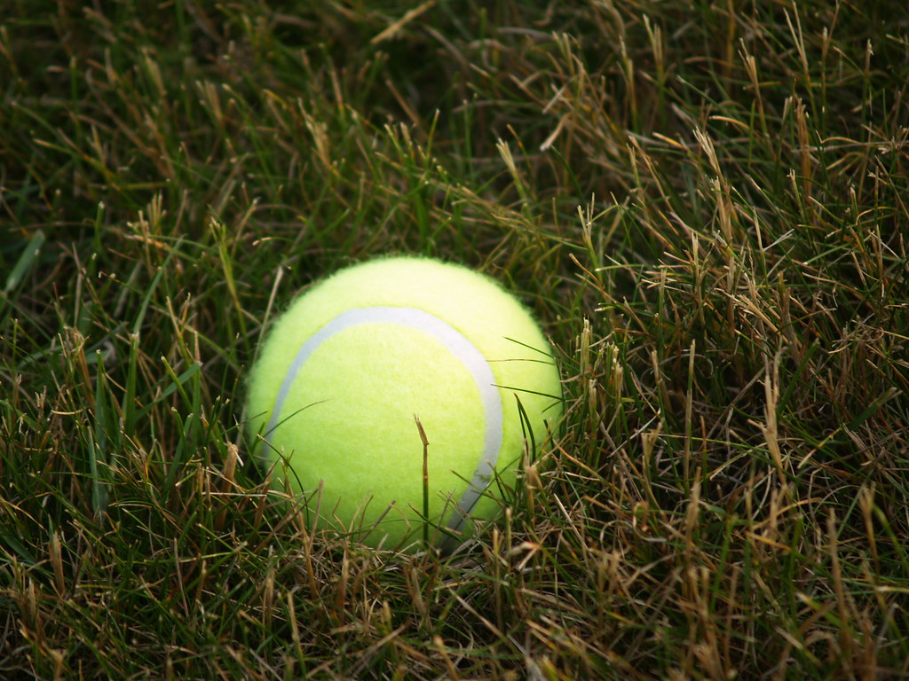 Tennis Ball in Grass A random tennis ball sits on our fron… Sanford