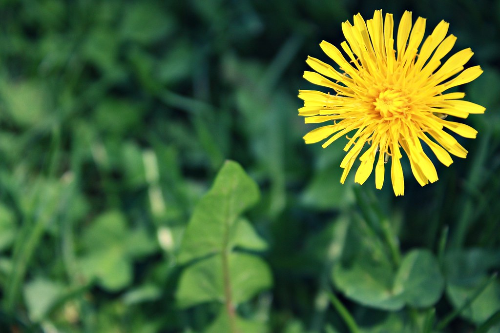 duck feeding & dandelions Jill Flickr