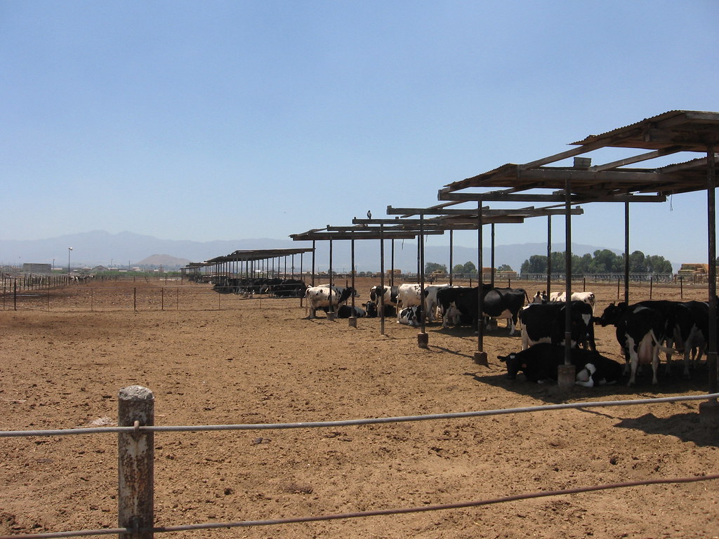 California dairy farm. This is very near where some new ho… Flickr