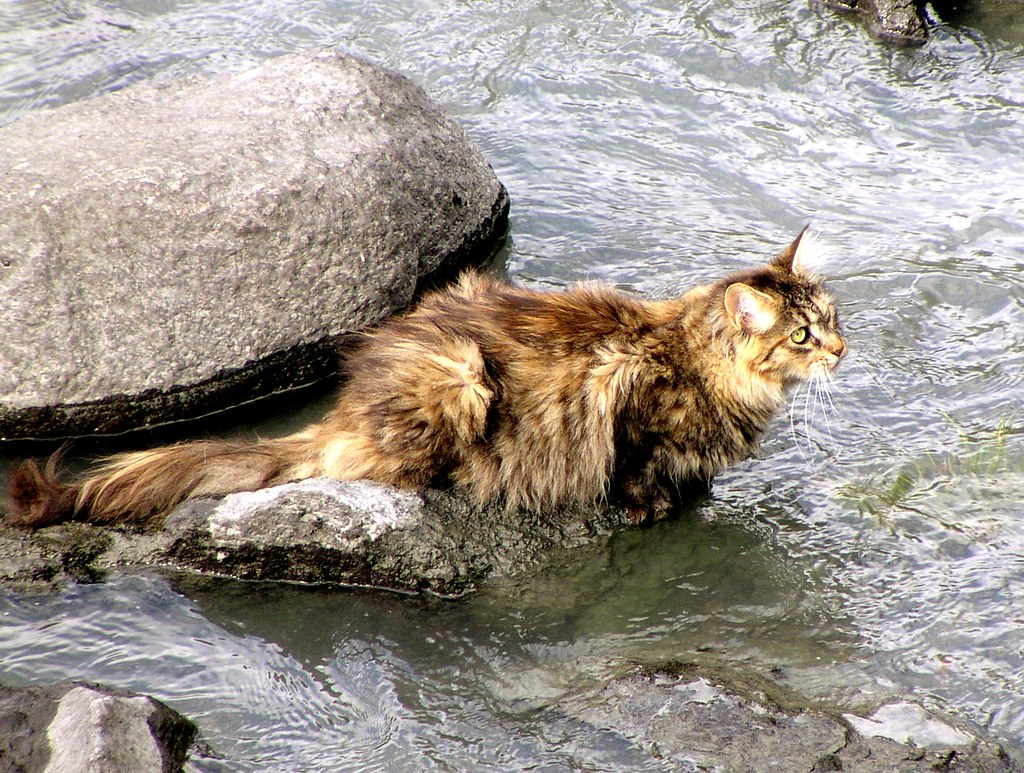 norwegian forest cat captured this cat in lom/norway. for … Flickr