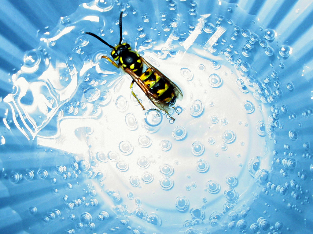 The Wasp As You can see. It is the wasp in a cup of soda Przemek
