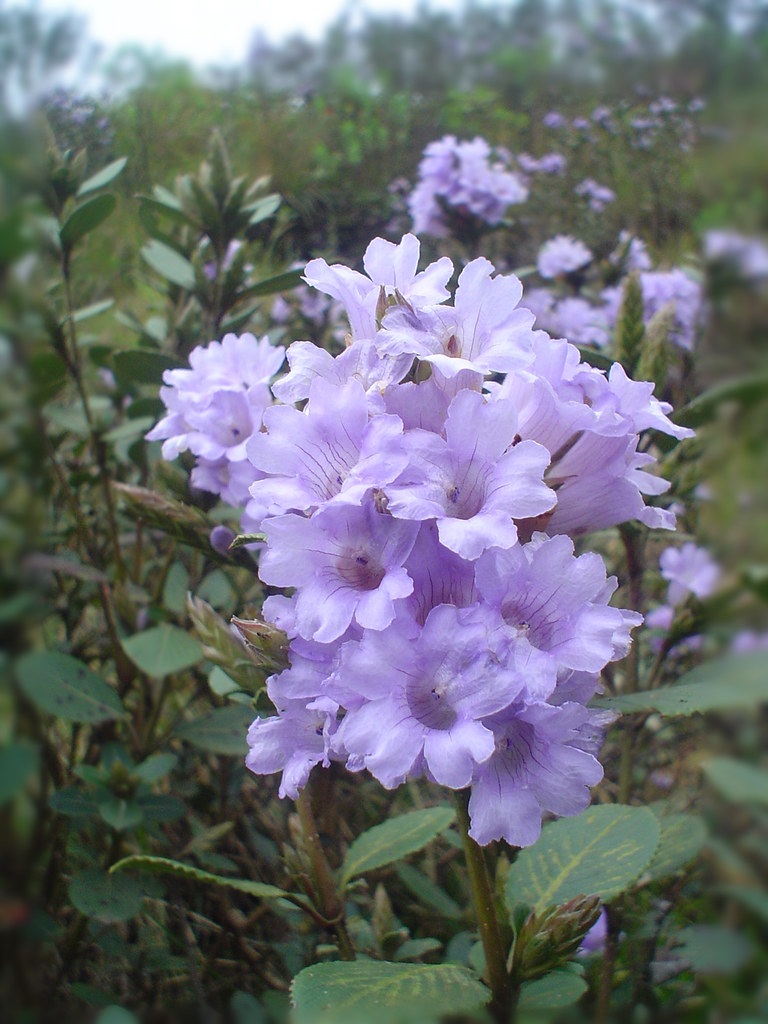 Neelakurinji 2006 Neelakurinji (Strobilanthes Kunthiana) i… Flickr