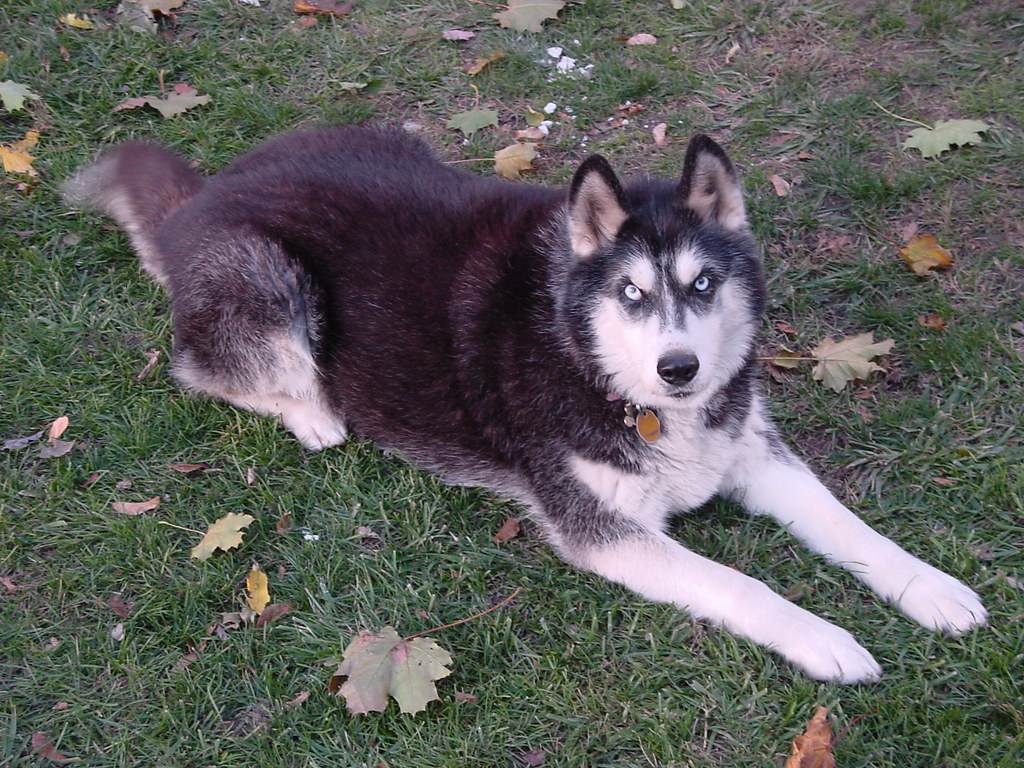Jasmine The Happy husky This is my 10+ year old Husky. S… Flickr